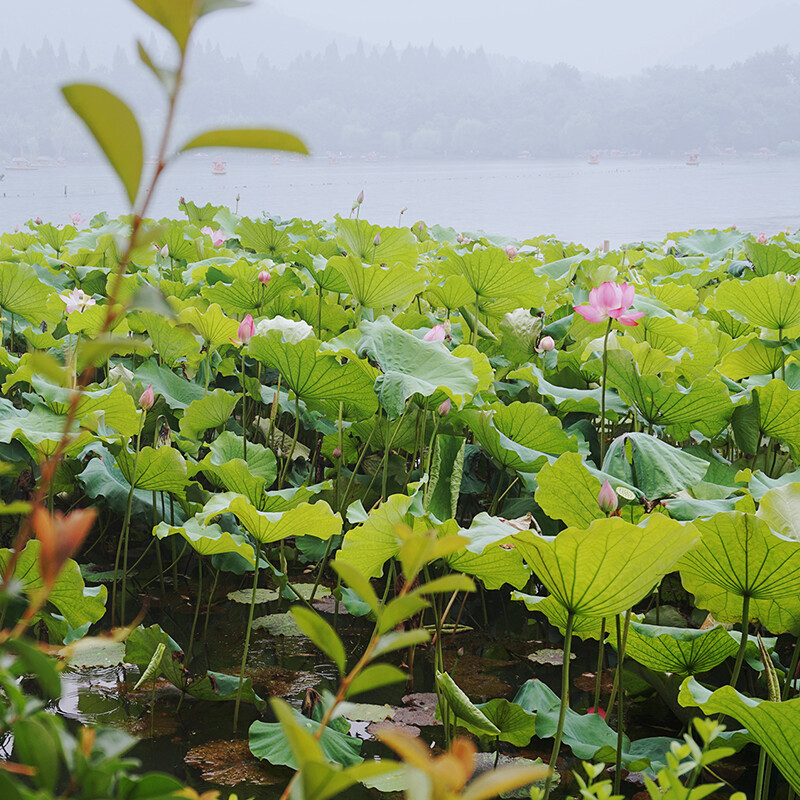 自摄截图 夏季荷花