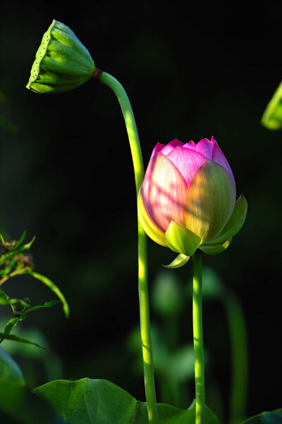 #荷花# #植物# #花卉#