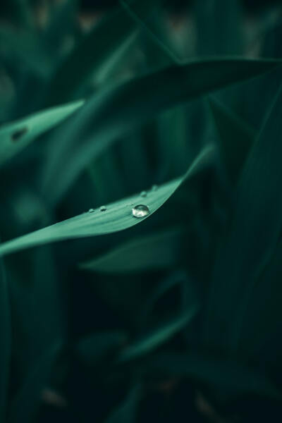 water dew on leaf