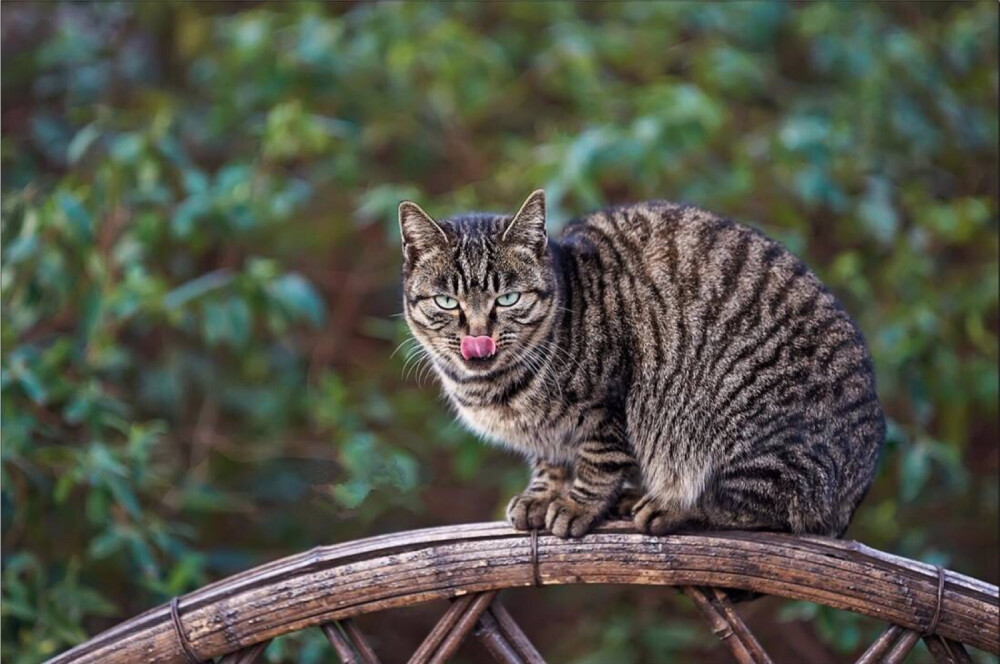 中国狸花猫