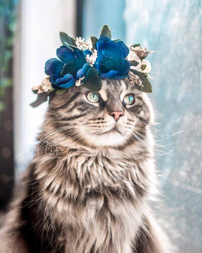 戴花环的猫。
Leo mainecoon