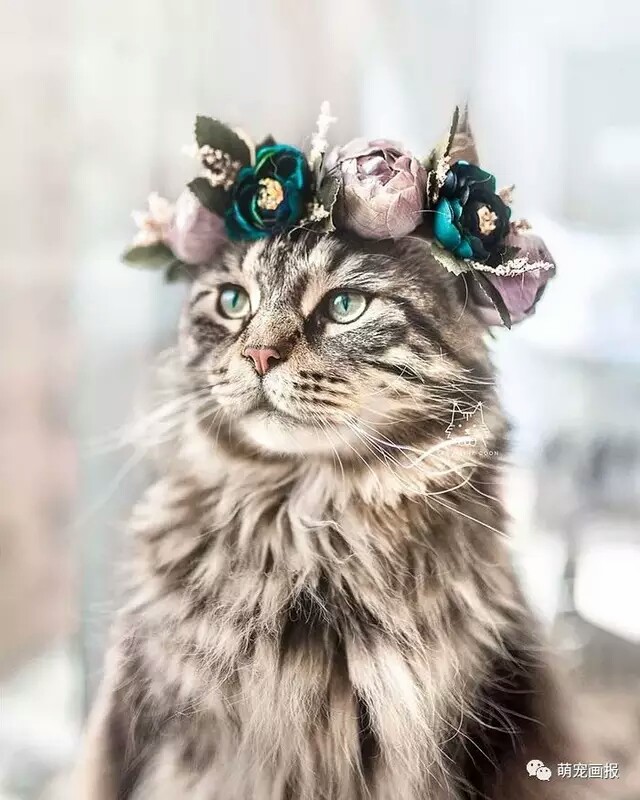 戴花环的猫。
Leo mainecoon