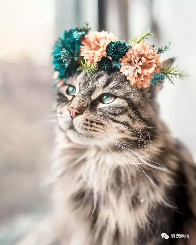 戴花环的猫。
Leo mainecoon