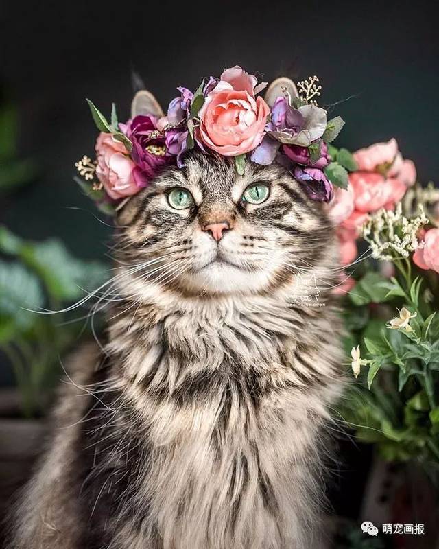 戴花环的猫。
Leo mainecoon