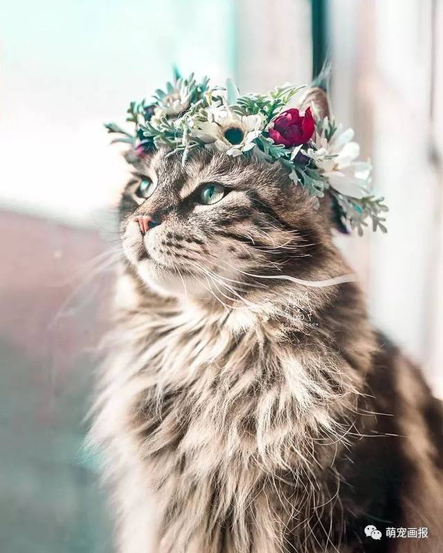 戴花环的猫。
Leo mainecoon