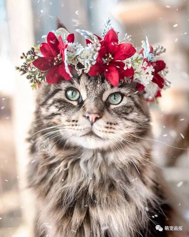 戴花环的猫。
Leo mainecoon