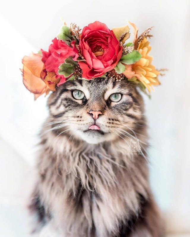 戴花环的猫。
Leo mainecoon