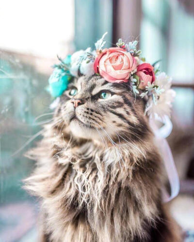 戴花环的猫。
Leo mainecoon