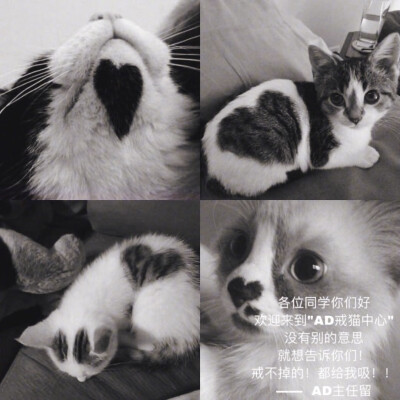 狗和猫