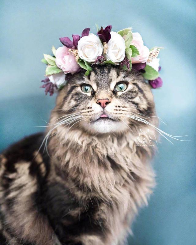 戴花环的猫。
Leo mainecoon