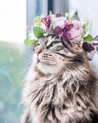 戴花环的猫。
Leo mainecoon