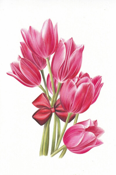 【彩铅 郁金香】作者：@小米与石石