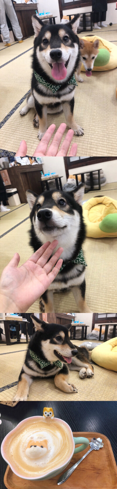 柴犬咖啡