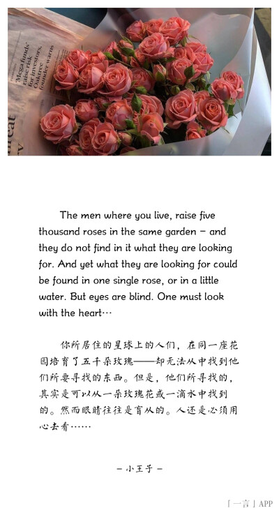 ♚
The men where you live, raise five thousand roses in the same garden – and they do not find in it what they are looking for. And yet what they are looking for could be found in one single rose…