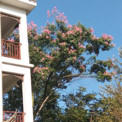 学校里的夏日炎炎