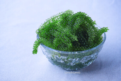 感谢朋友寄的海葡萄，正经名字是凸镜状蕨藻（或者叫长茎葡萄蕨藻），学名Caulerpa lentillifera。是一种海藻，可以直接食用，吃起来口感Q弹，一颗颗绿色的小珠珠会在口腔里弹开，同发出类似捏气泡一样的清脆爆裂声，…