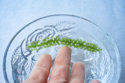 感谢朋友寄的海葡萄，正经名字是凸镜状蕨藻（或者叫长茎葡萄蕨藻），学名Caulerpa lentillifera。是一种海藻，可以直接食用，吃起来口感Q弹，一颗颗绿色的小珠珠会在口腔里弹开，同发出类似捏气泡一样的清脆爆裂声，…