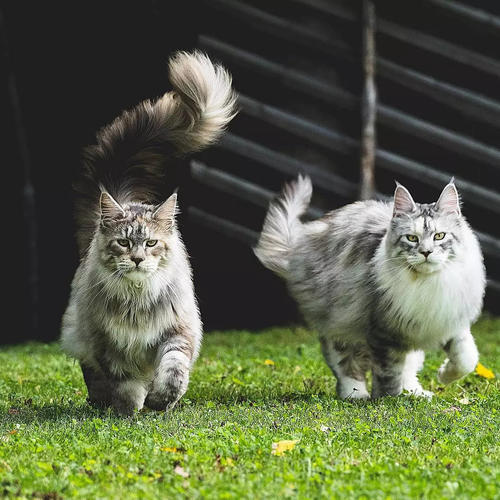 缅因库恩猫(美国)