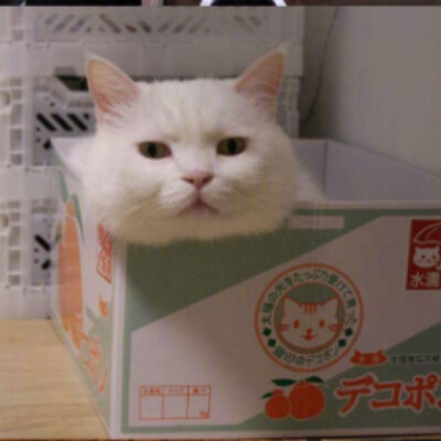 猫咪头像