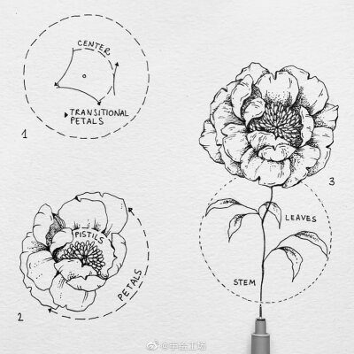 手绘教程 花卉 （来源见水印）