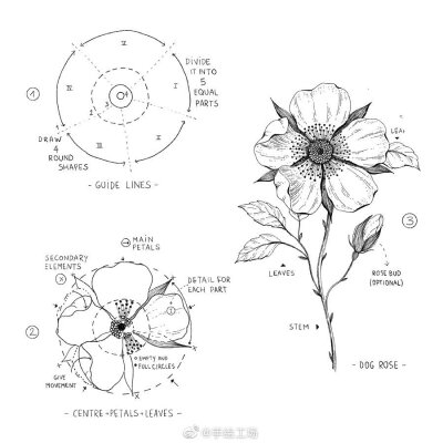 手绘教程 花卉 （来源见水印）