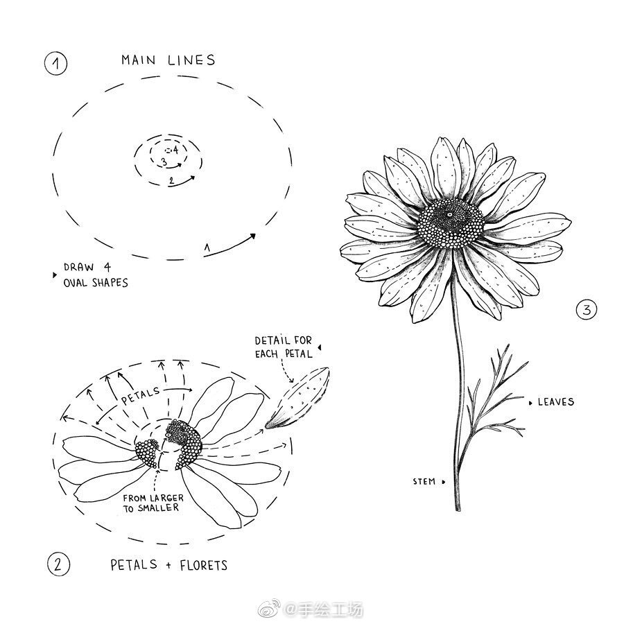 手绘教程 花卉 （来源见水?。? id=