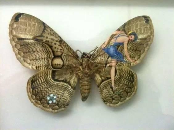 日本艺术家
AKIHIRO HIGUCHI 樋口明宏
在昆虫标本上作画

