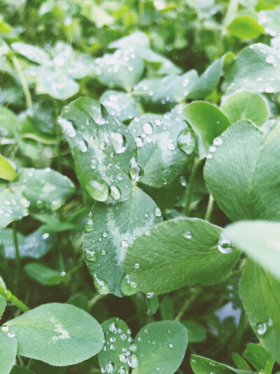 雨后……