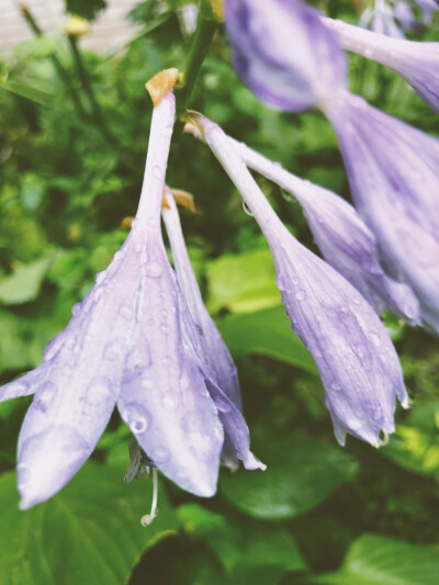 雨后……