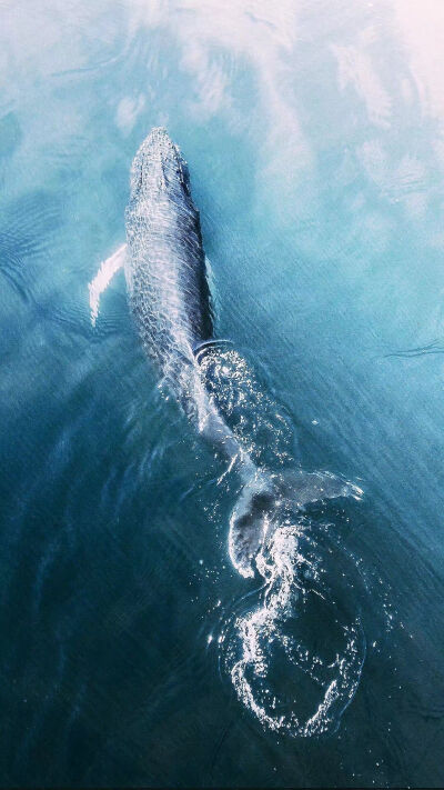 壁纸 自然 海洋 鲸鱼 蓝色 梦幻