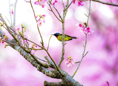 花与鸟