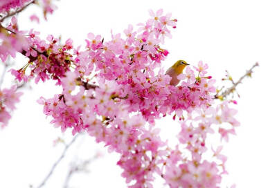 花与鸟