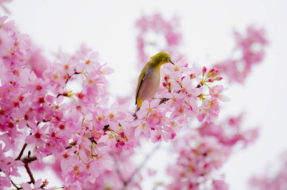 花与鸟