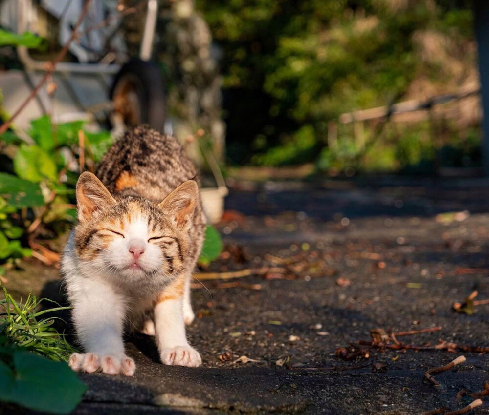 狗和猫