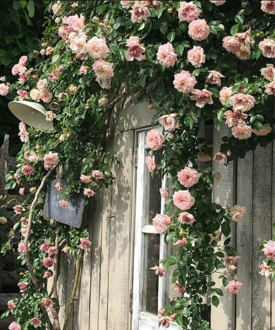 玫瑰花墙