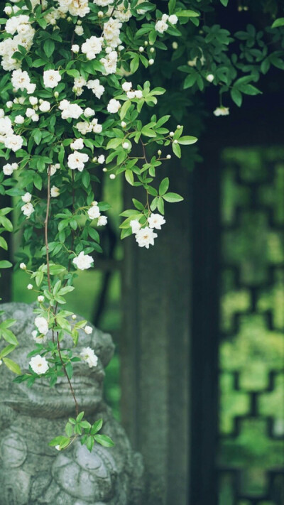森系壁纸