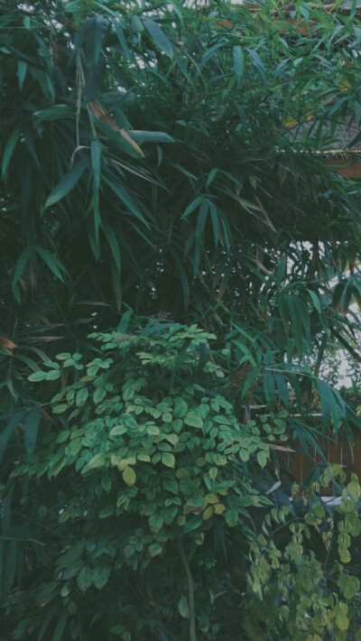 森系壁纸