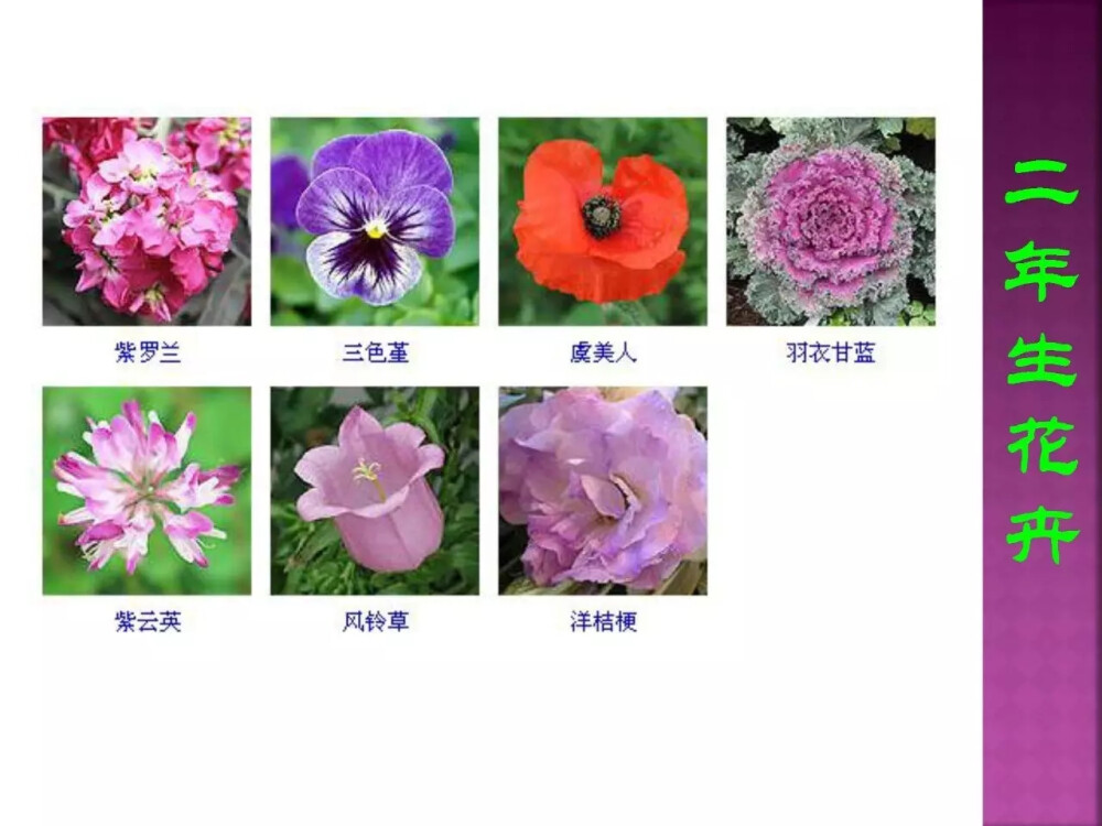 花名 - 高清图片，堆糖，美图壁纸兴趣社区