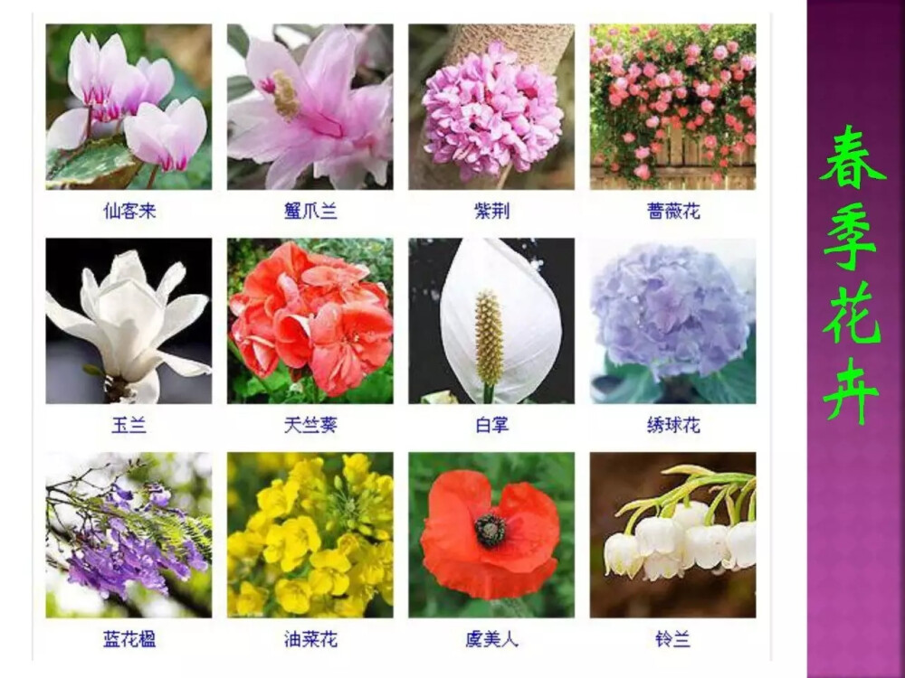 花名 - 堆糖，美图壁纸兴趣社区
