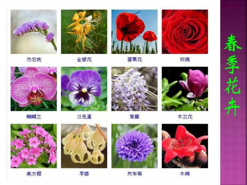 花名 - 堆糖，美图壁纸兴趣社区