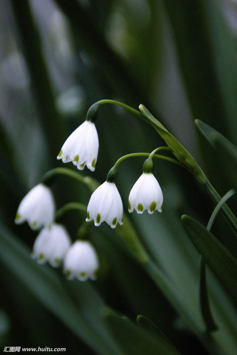 植物- 堆糖,美图壁纸兴趣社区