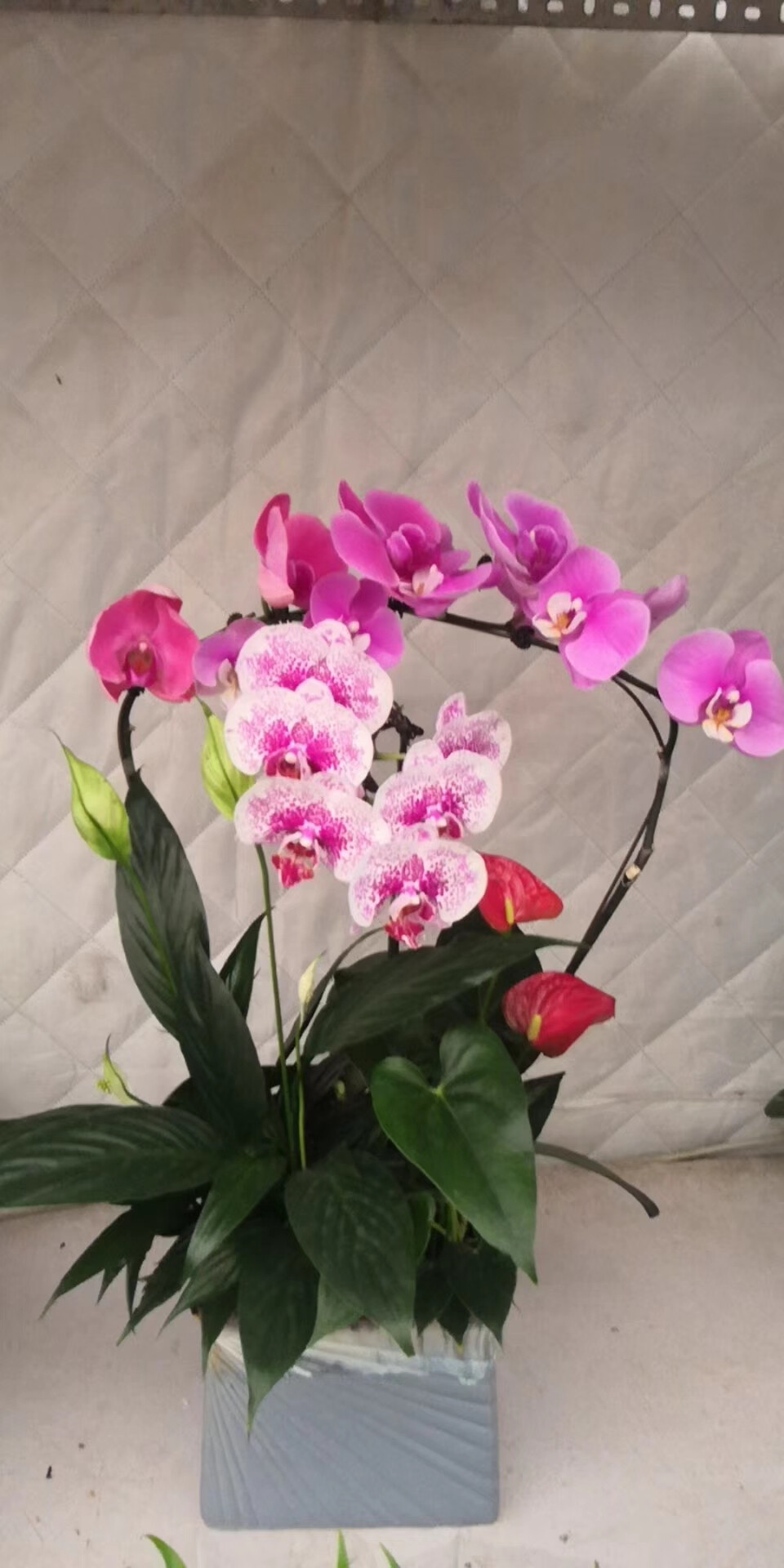 精品蝴蝶兰,特别好养,花期长达三个月,蝴蝶兰的花语是"我爱你"幸福向