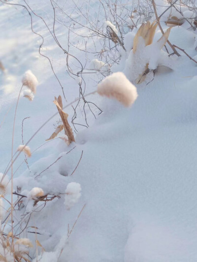 初雪