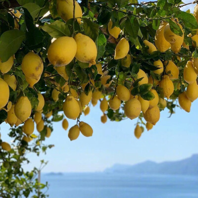 柠檬 背景