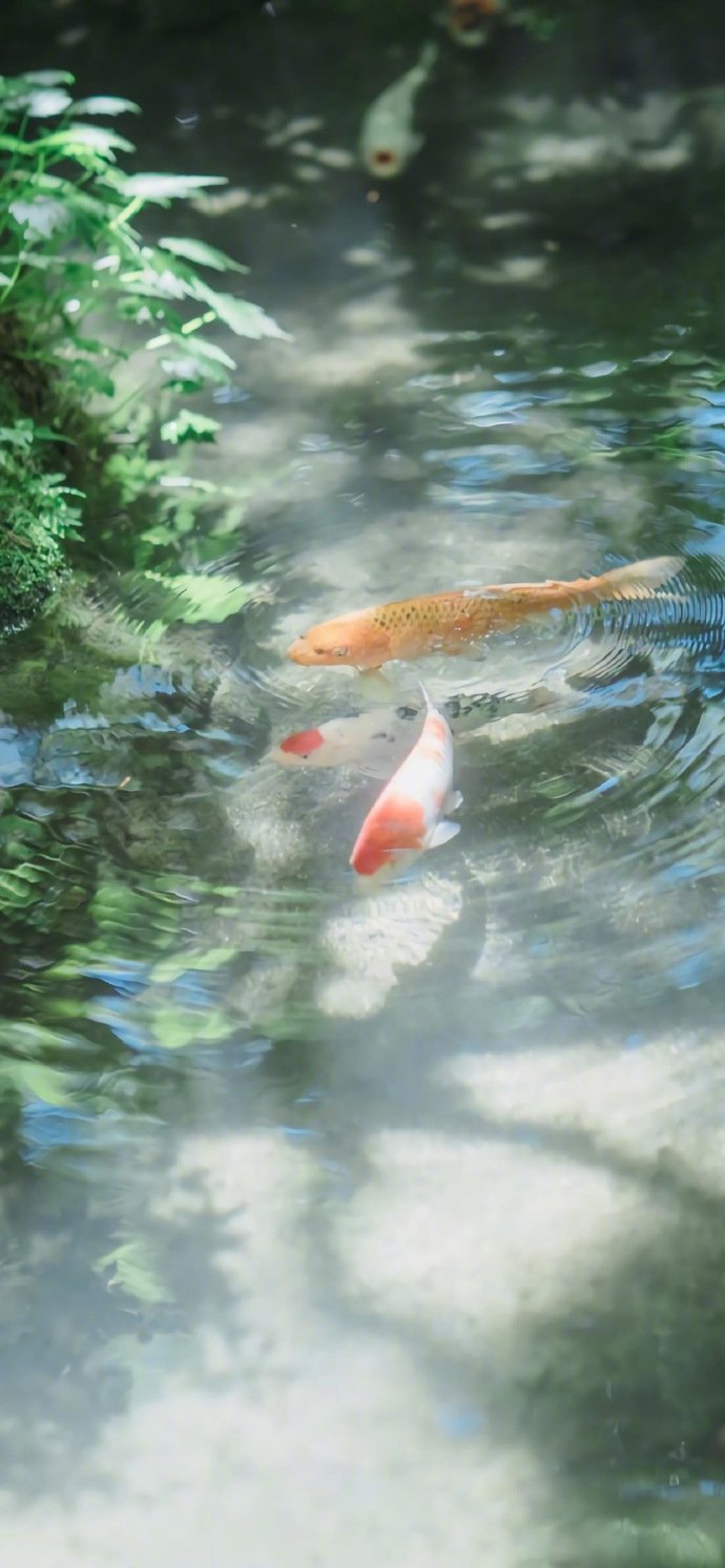 风景壁纸 小清新 绿色 治愈