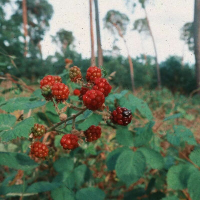 背景图²