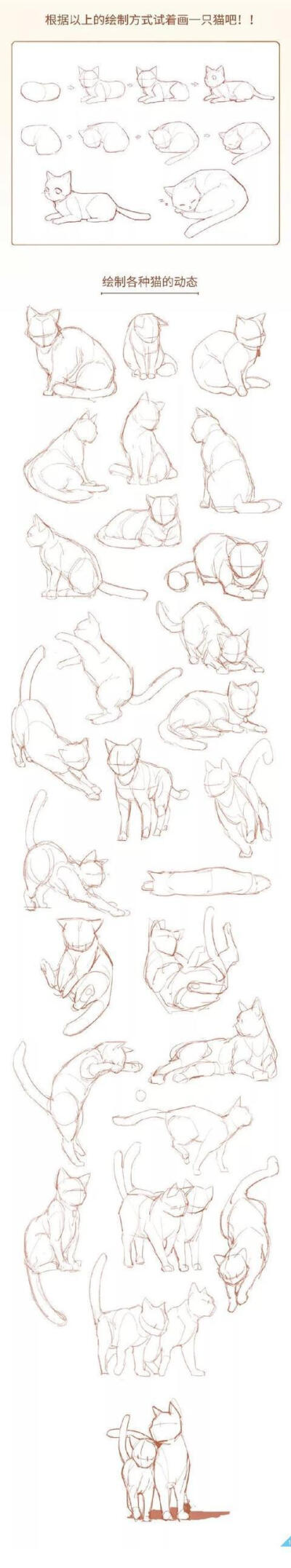 猫的画法