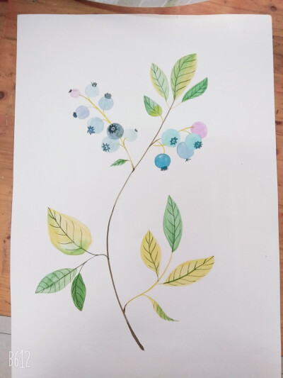 水彩画——《蓝莓》