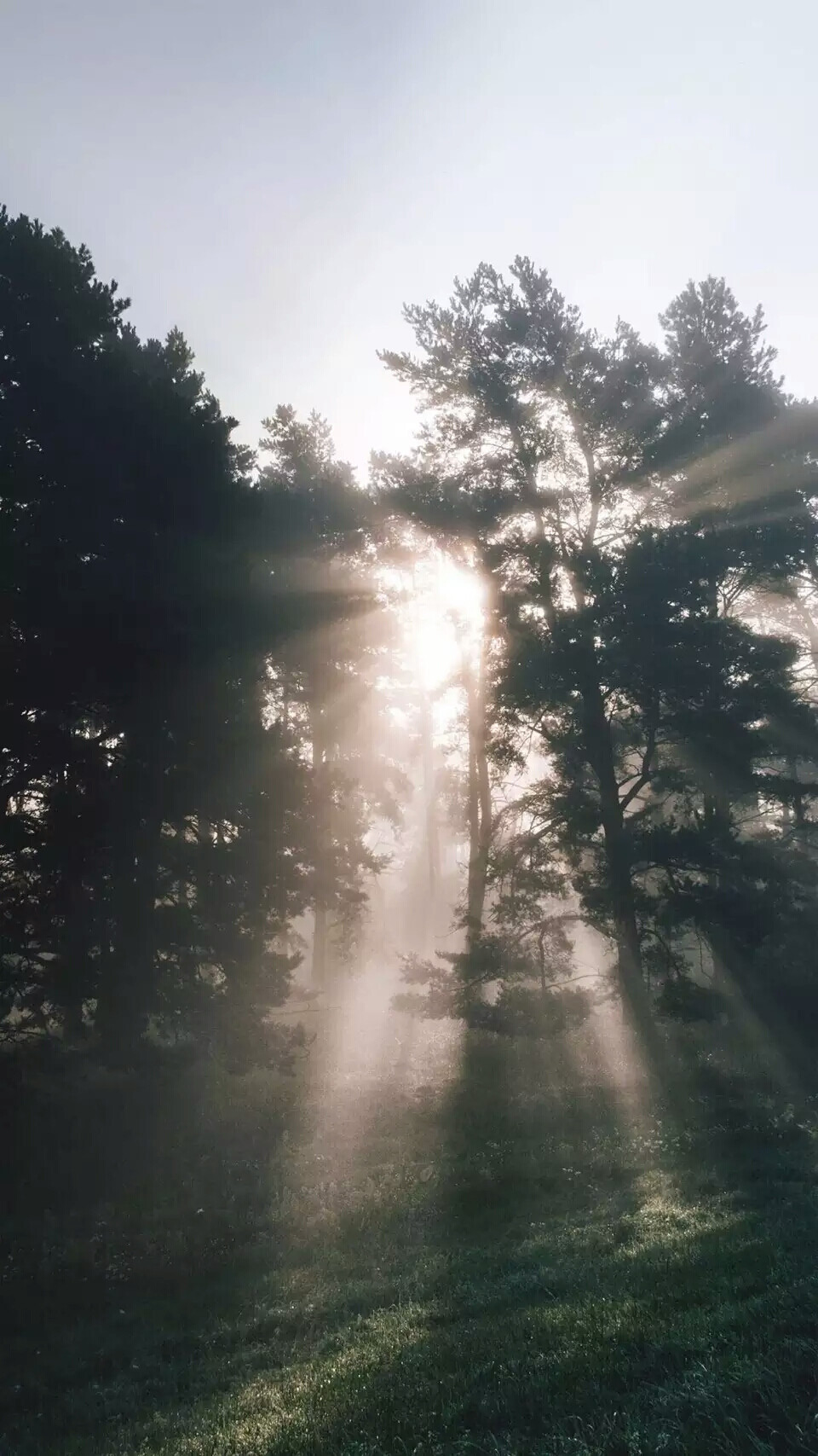 森林/小清新/治愈风/壁纸/背景图/风景/温馨壁纸/摄影/