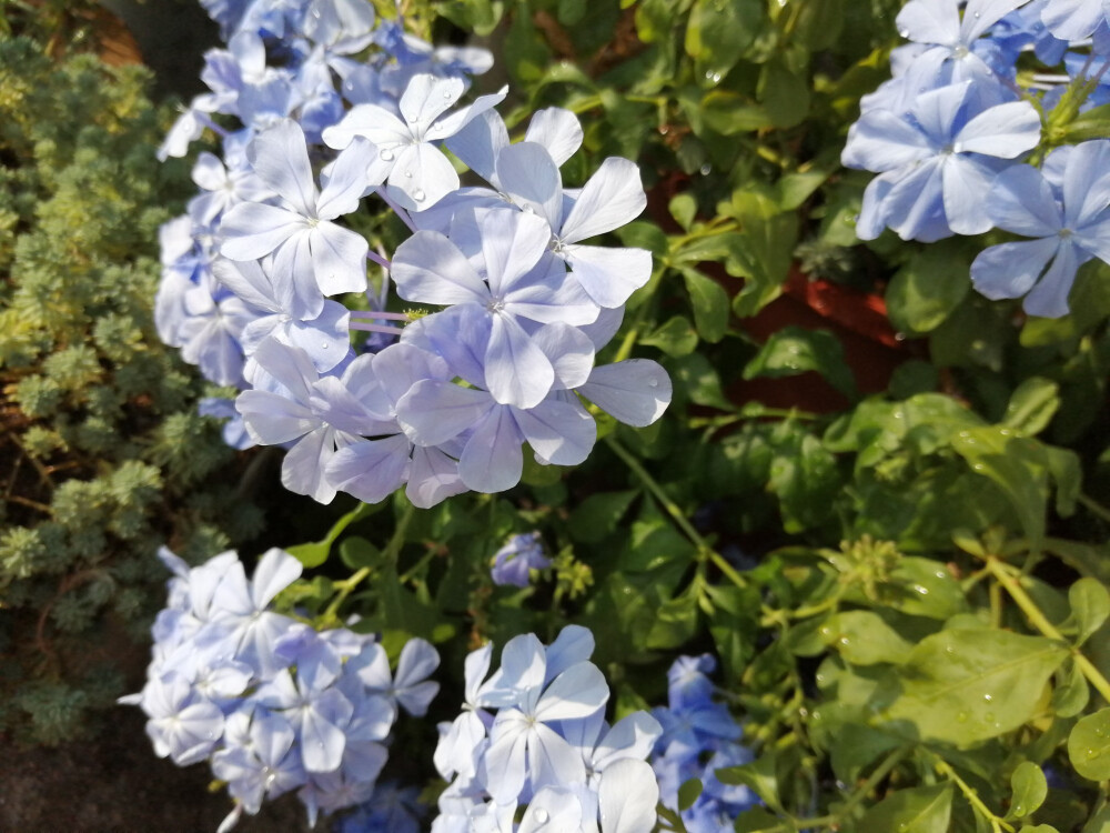 园艺小集 清凉的蓝雪花